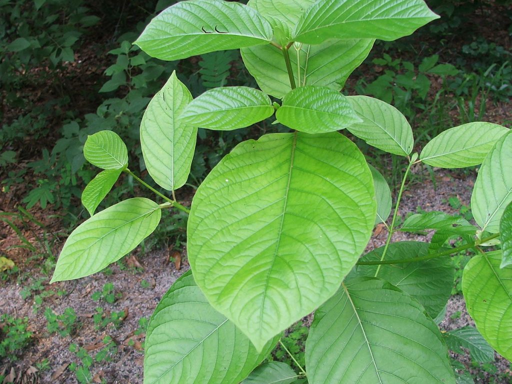 Kratom Strains