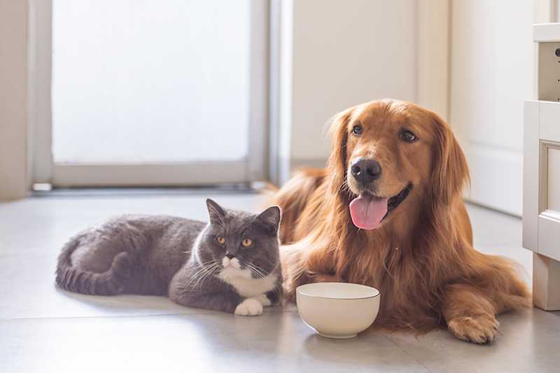 Pet Food Reviews
